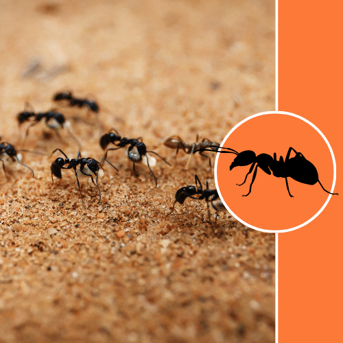 ant-control-services