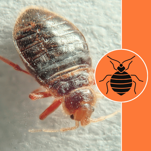 bed-bugs-treatment-services