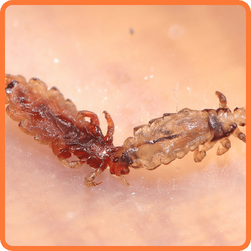 bird-lice-treatment
