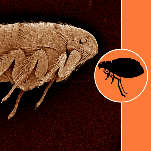 flea-pets-treatment-services