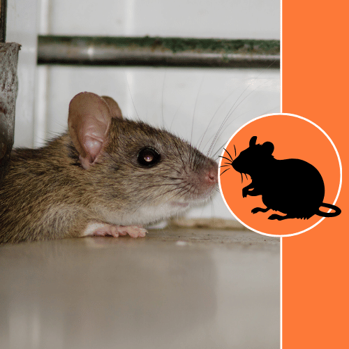 rodent-proofing-services