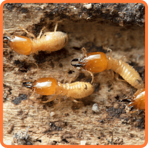 subterranean-tremites-treatment