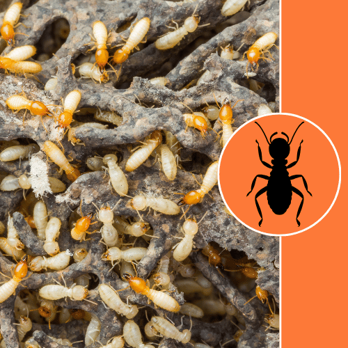 termites-treatment-services