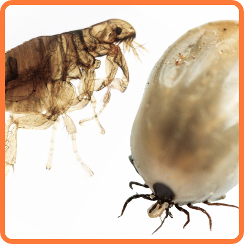 ticks-fleas-treatment