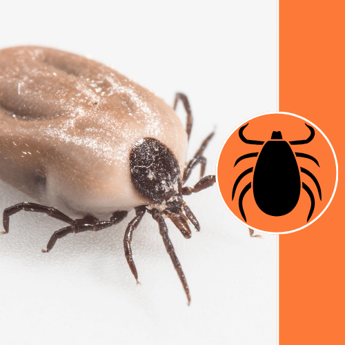 ticks-pets-treatment-services
