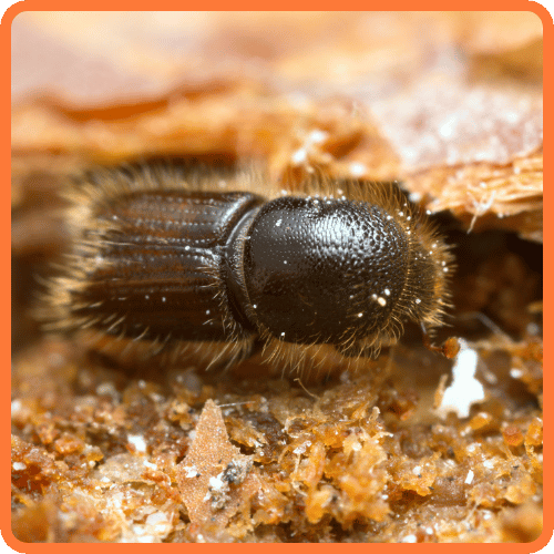 wood-borer-treatment