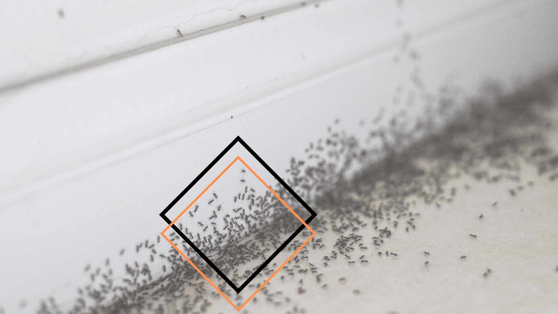 ant-control
