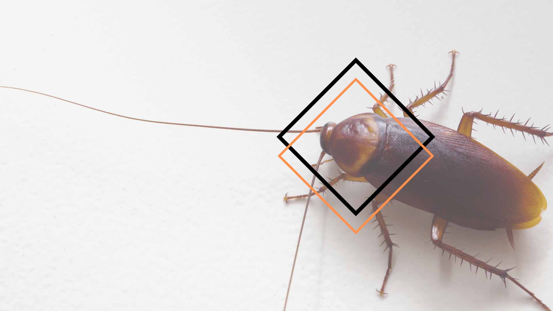 cockroach-removal