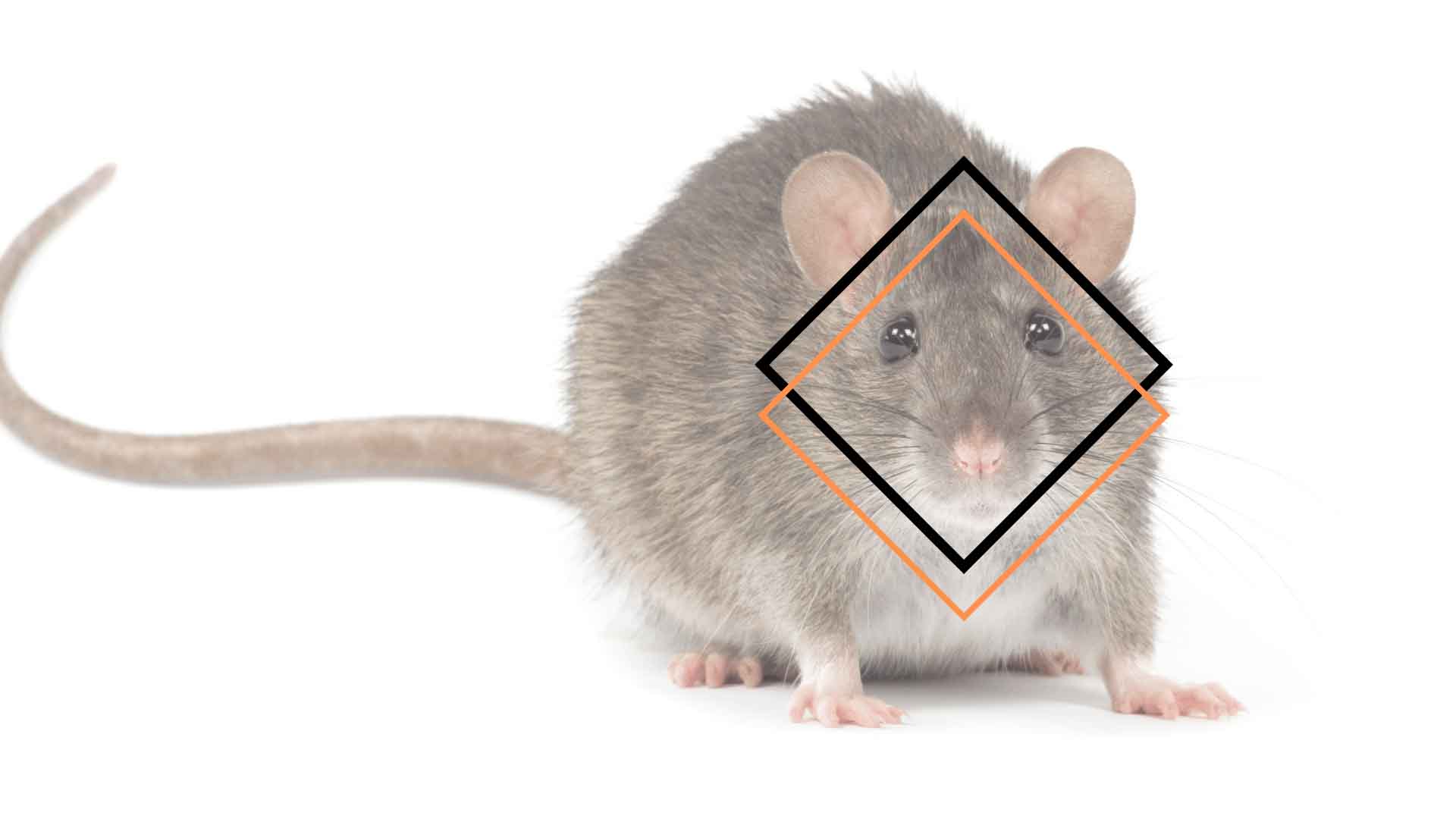 rodent-proofing